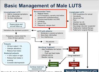 basic management of male LUTS, urinary symptoms