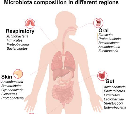 role of gut microbiota on overall health