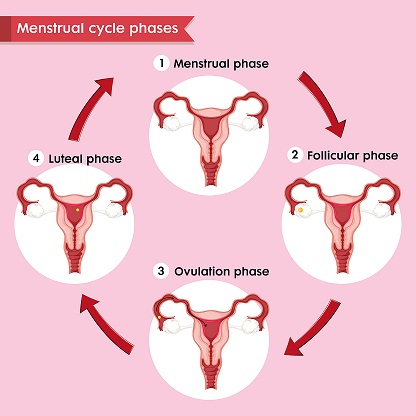 stages of menstrual cycle, cycle, period, menstruation