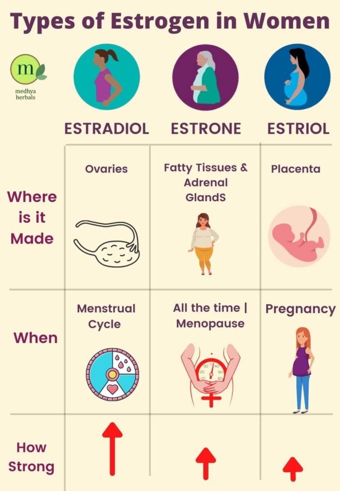 types of estrogen, estrogen