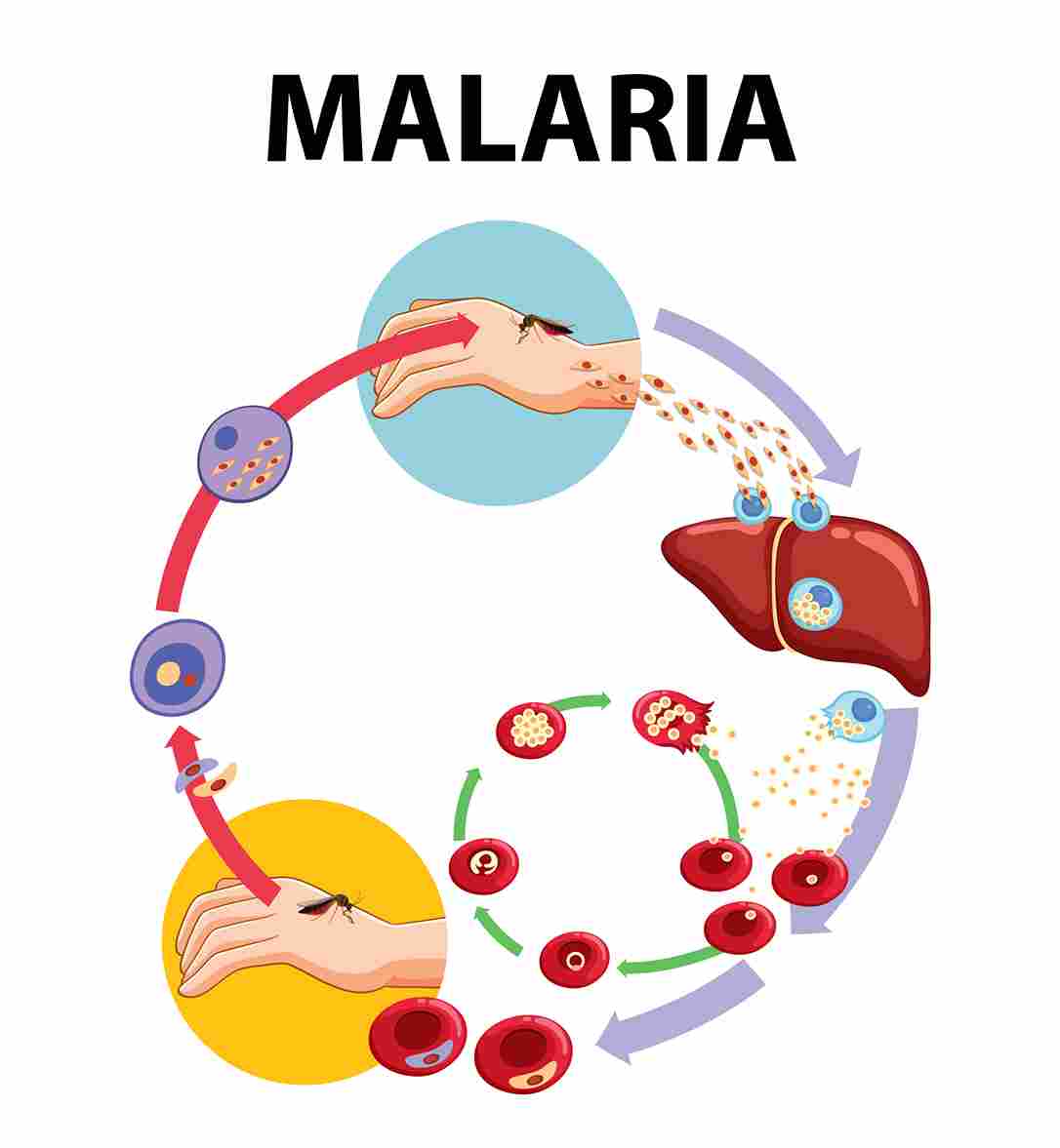 malaria, life cycle of malaria, plasmodium falciparum