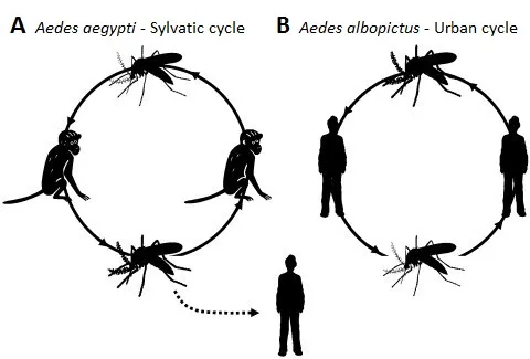 chikungunya cycles 