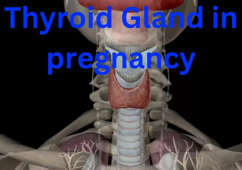 thyroid gland in pregnancy