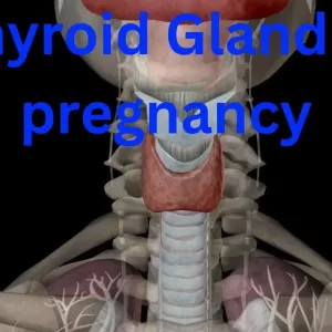 thyroid gland in pregnancy